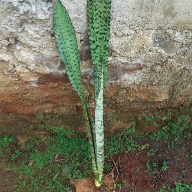 sensivera lidah mertua
