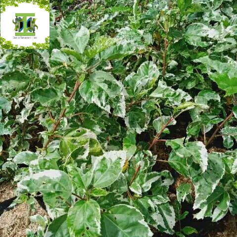 Tanaman hias Bunga Sepatu Variegata - Pohon kembang Sepatu Variegata