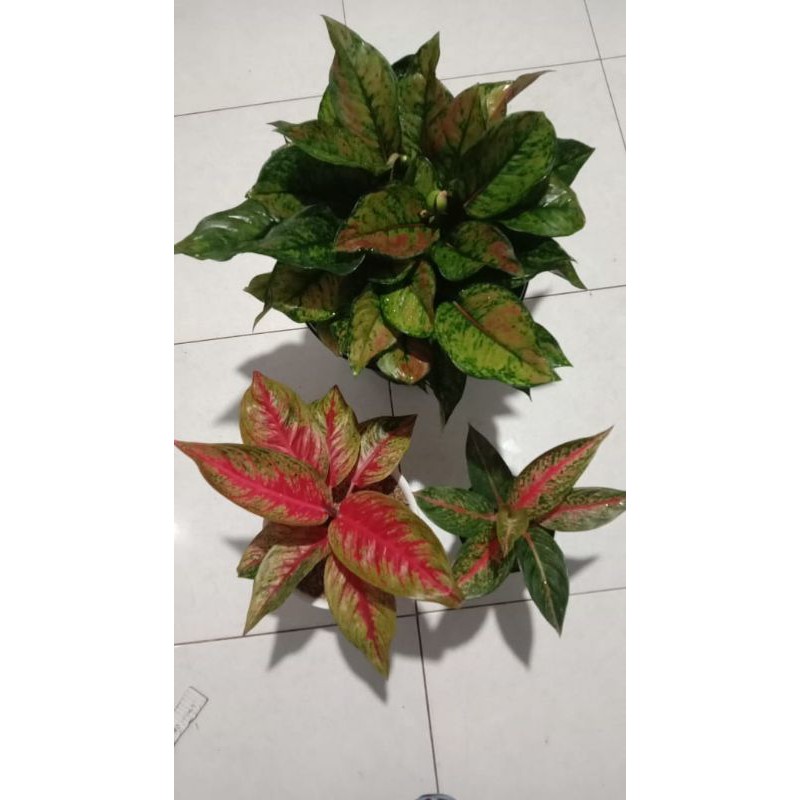 aglonema heng heng rumpun, hot flaming lady, hot lady