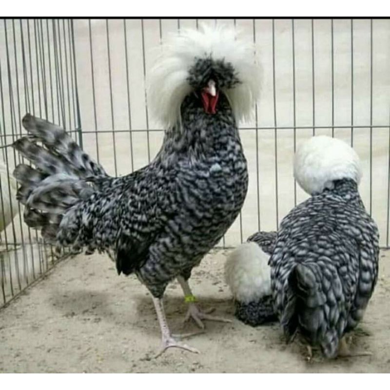 TELUR AYAM HIAS POLAND BULU WALIK / BULU ORI untuk di tetaskan