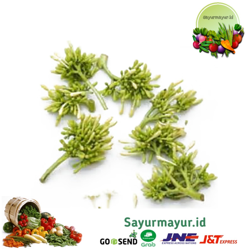 

KEMBANG PEPAYA PER KANTONG