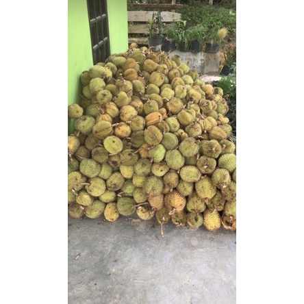

BUAH Pekawai/lai
