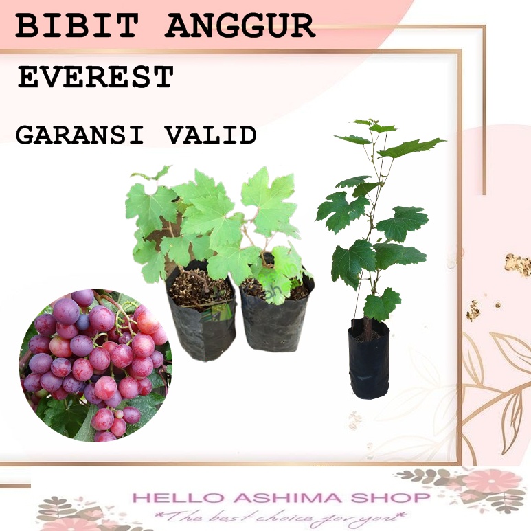 BIBIT ANGGUR EVEREST - ROOTSTOCK LOKAL