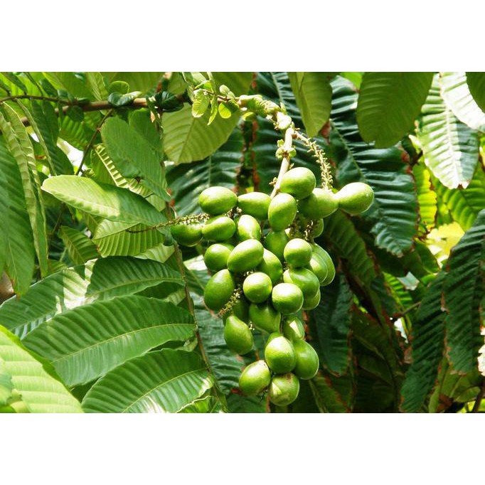 Bibit Tanaman buah Matoa siap berbuah