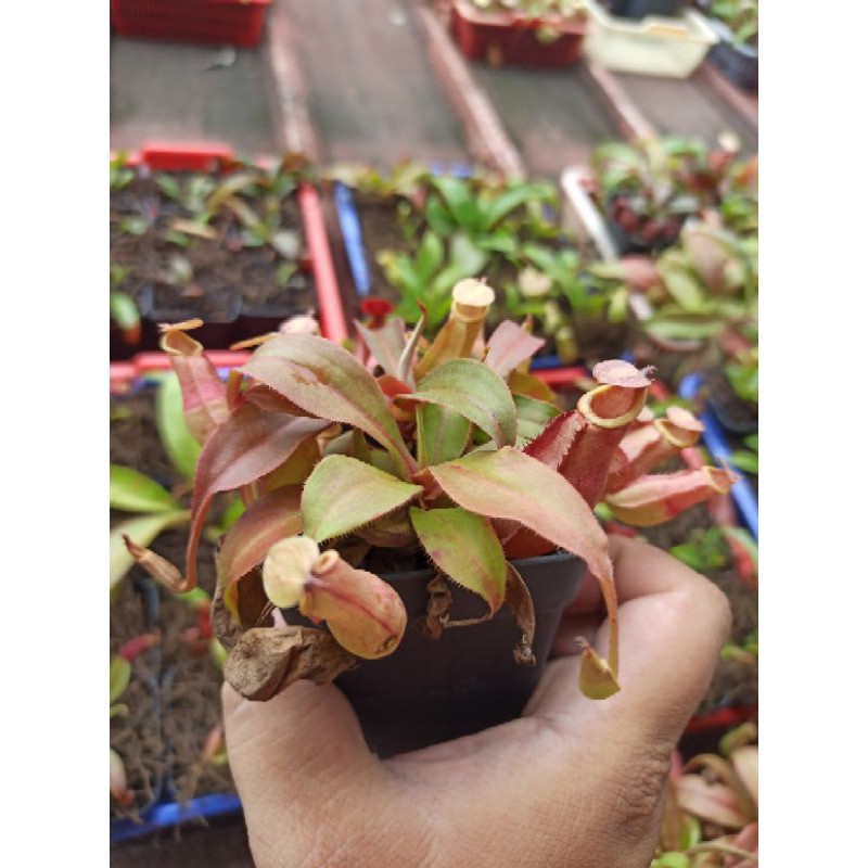 kantong semar nepenthes globosa hybrid