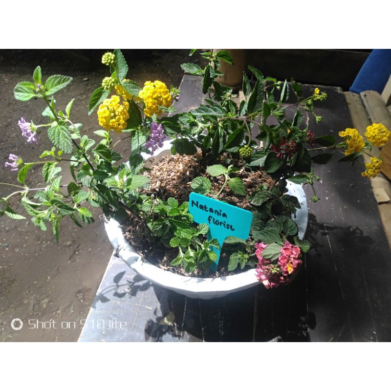tanaman hias paket 4 warna lantana