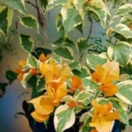 Bunga Bougenville varigata kuning