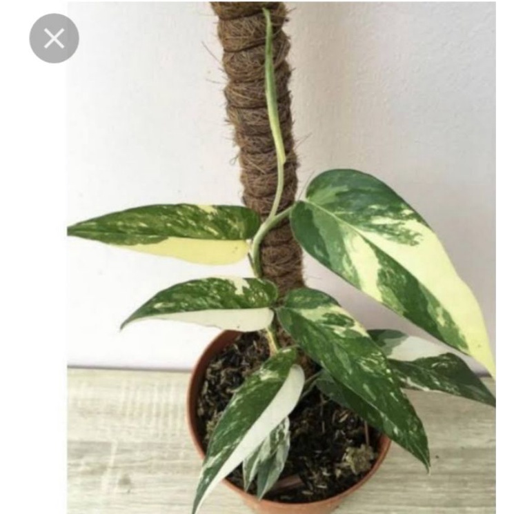 epipremnum varigata / monstera ekor naga varigata