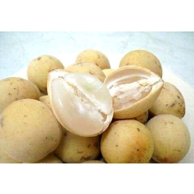 

BUAH DUKU / DUKUH SEGAR 1kg