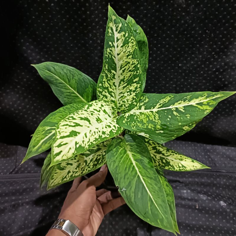 TANAMAN HIAS diven brazil RIMBUN 2-4 BATANG