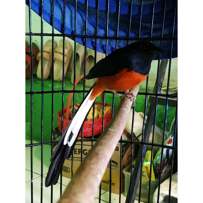 Murai Batu Medan Ekor Panjang Murah
