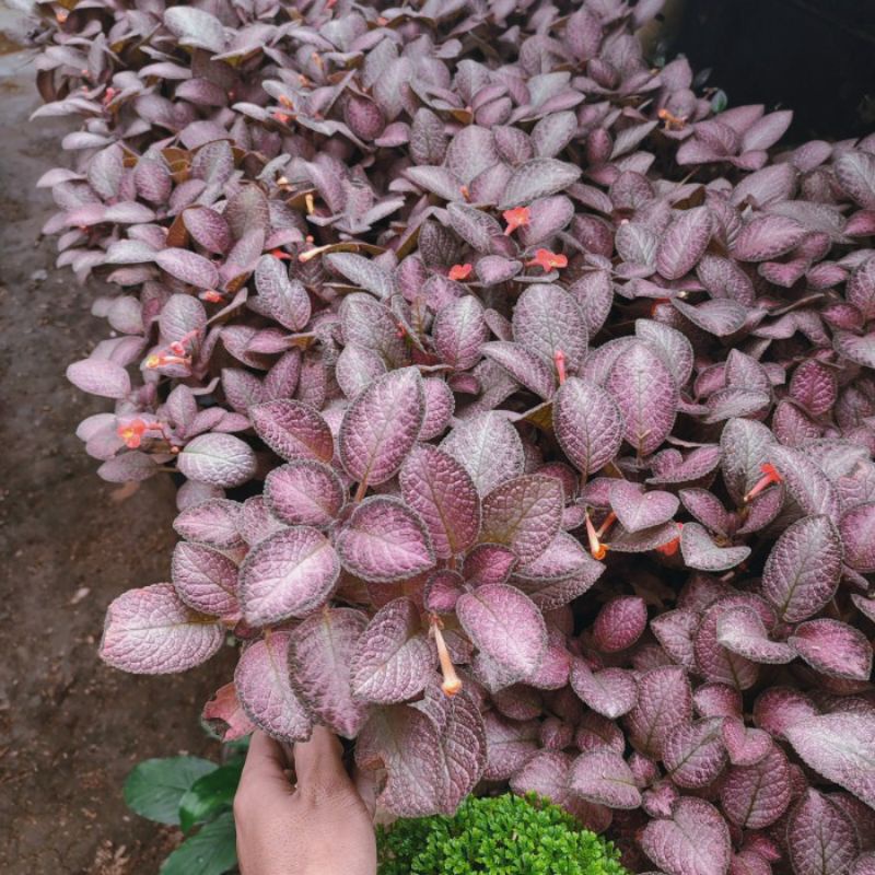 Tanaman hias episcia beludru bunga pink - hijau - silver / episcia beludru mix warna / bunga episcia