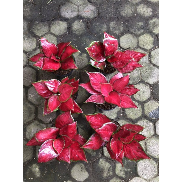 Aglaonema red queen