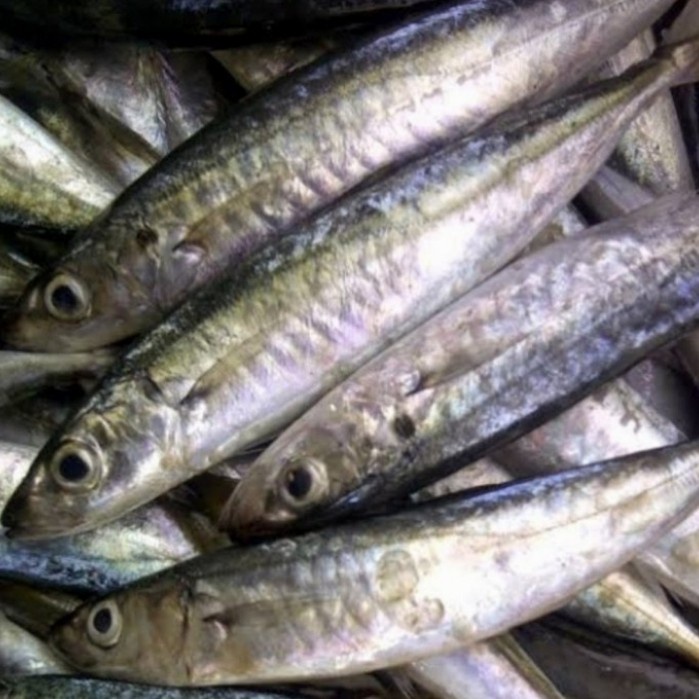 Jual Ikan Kembung Layang Segar Fresh 1kg Shopee Indonesia