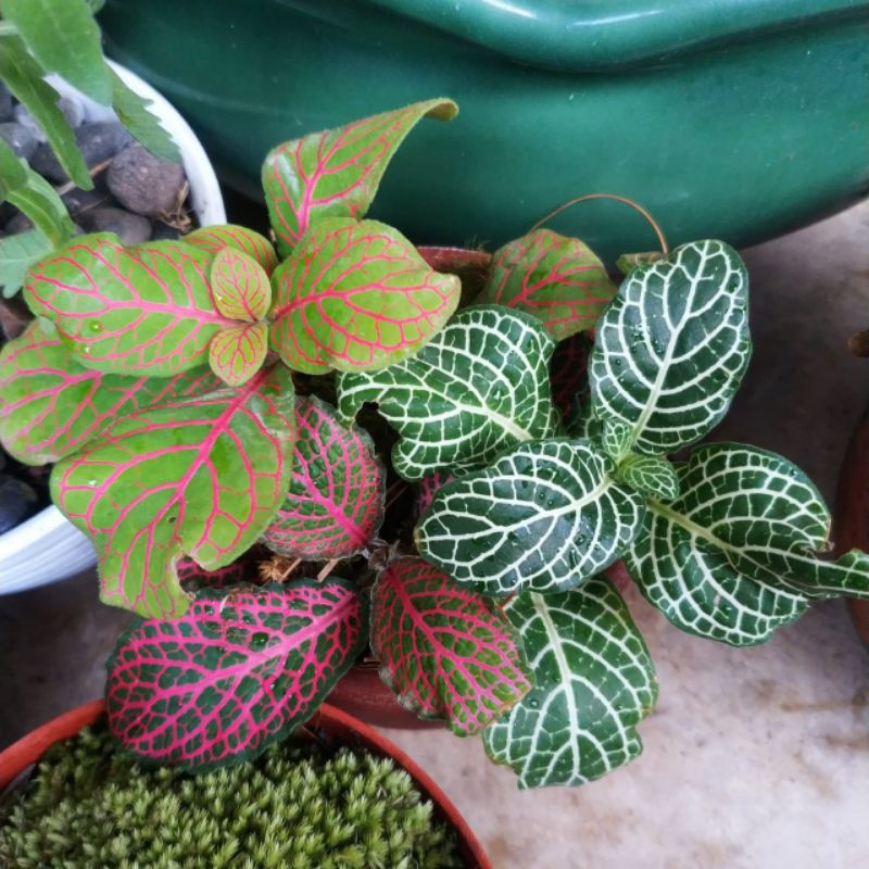 tanaman hias fitonia fittonia merah hijau pink 1 set paket hemat