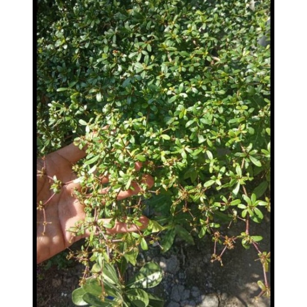 biji bucida black olive