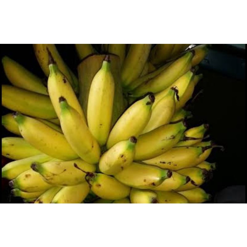 

PISANG PUTRI PER SISIR SAYUR SEGAR PALEMBANG