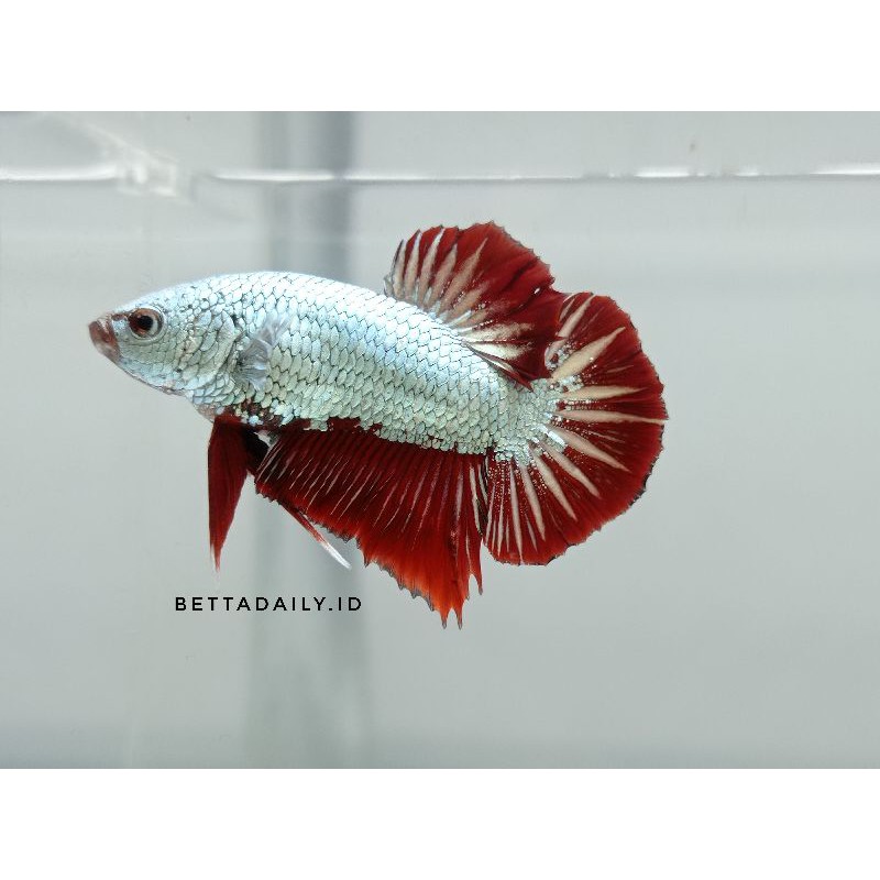 Ikan Cupang red dragon snow white