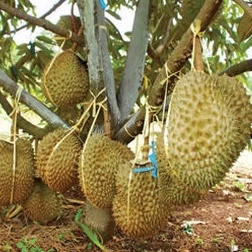 Bibit Durian Bawor Banyumas Jumbo Okulasi