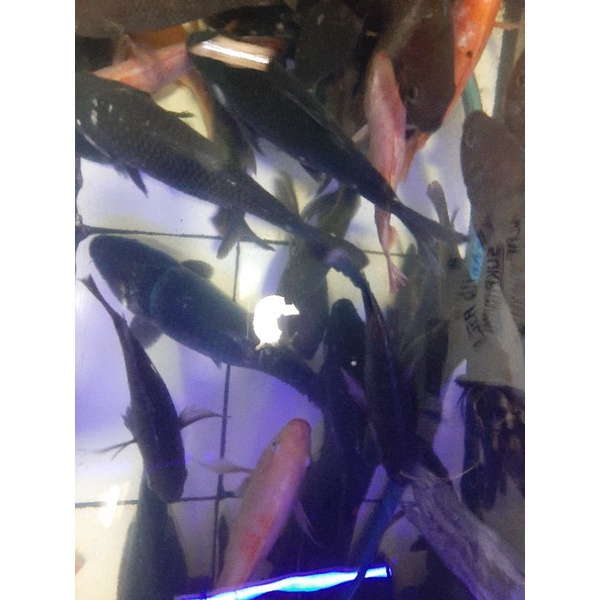 

ikan mas hidup khusu gosend dan grab