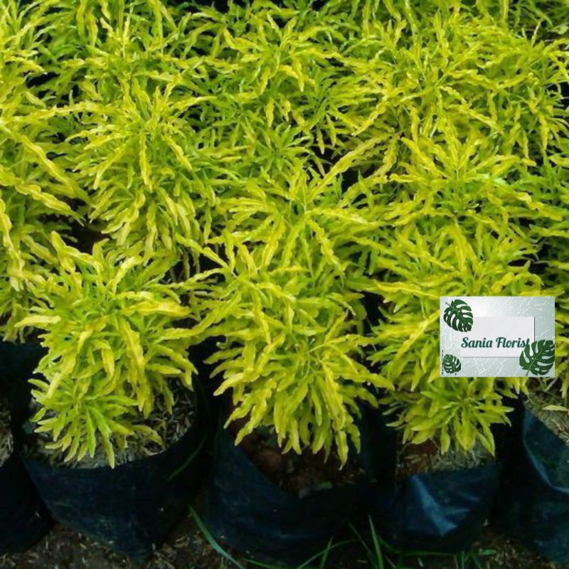 Tanaman Hias Zadia  zodiak kuning pengusir nyamuk