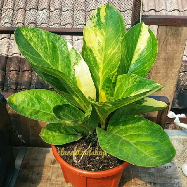 Anthurium jemani mangkok varigata calon induk | Shopee ...