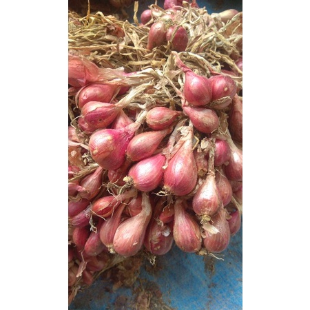 bibit bawang merah varietas bauji manjung umur 2 Minggu