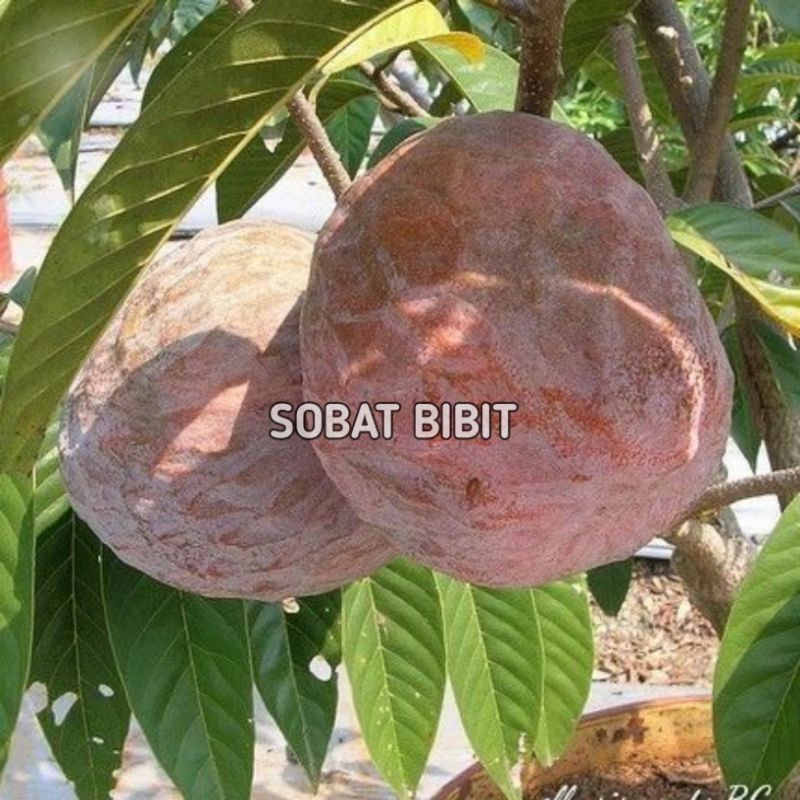 Bibit Srikaya San Pablo Unggul