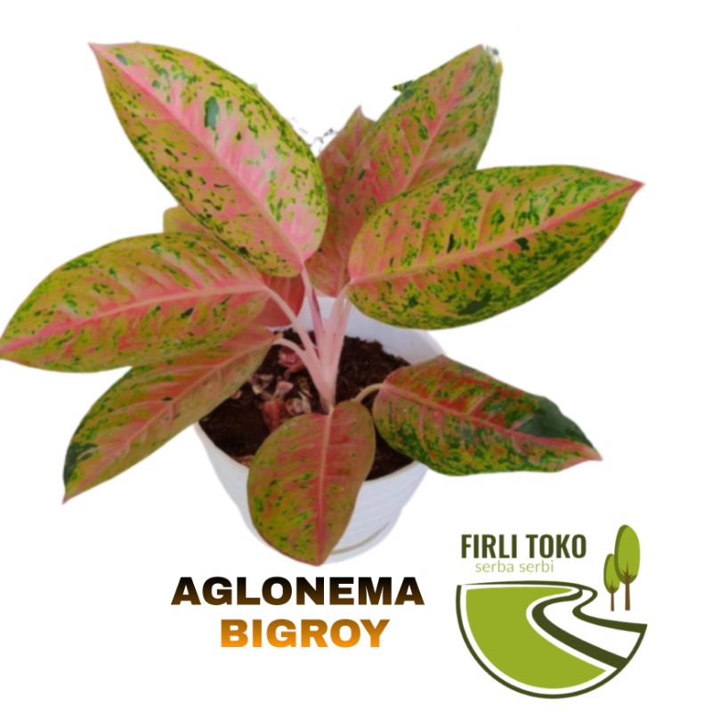 tanaman aglonema bigroy merah - Tanaman hias aglonema bigroy