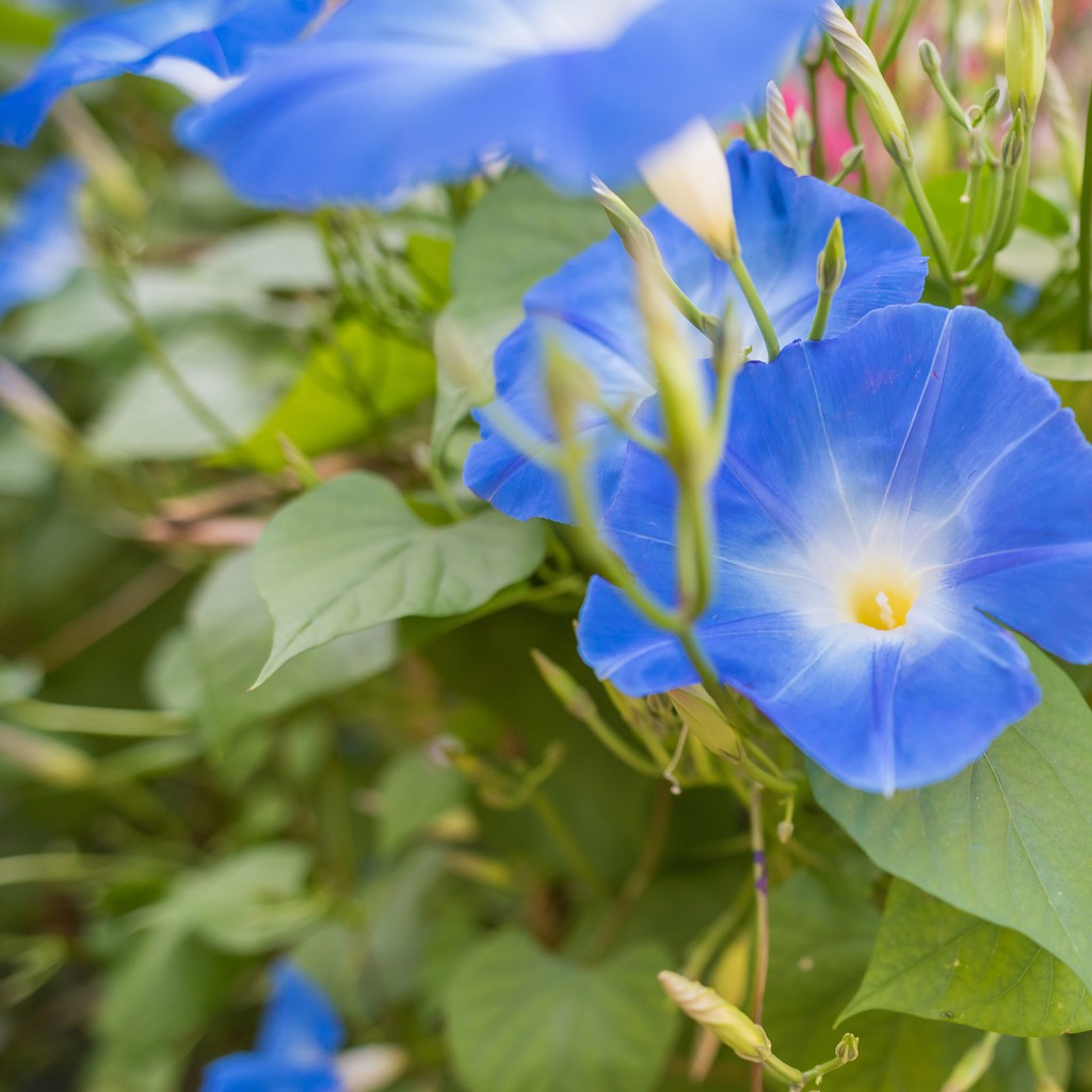 Benih-Bibit Bunga Morning Glory Heavenly Blue (Haira Seed)