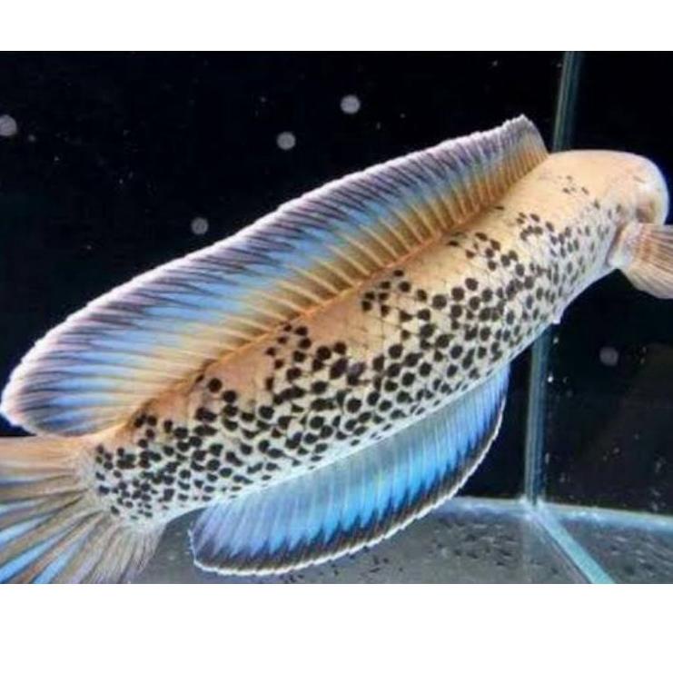 [PRODUK 7SYMP] channa stewarti karbialong full pelet 5-6 0QH