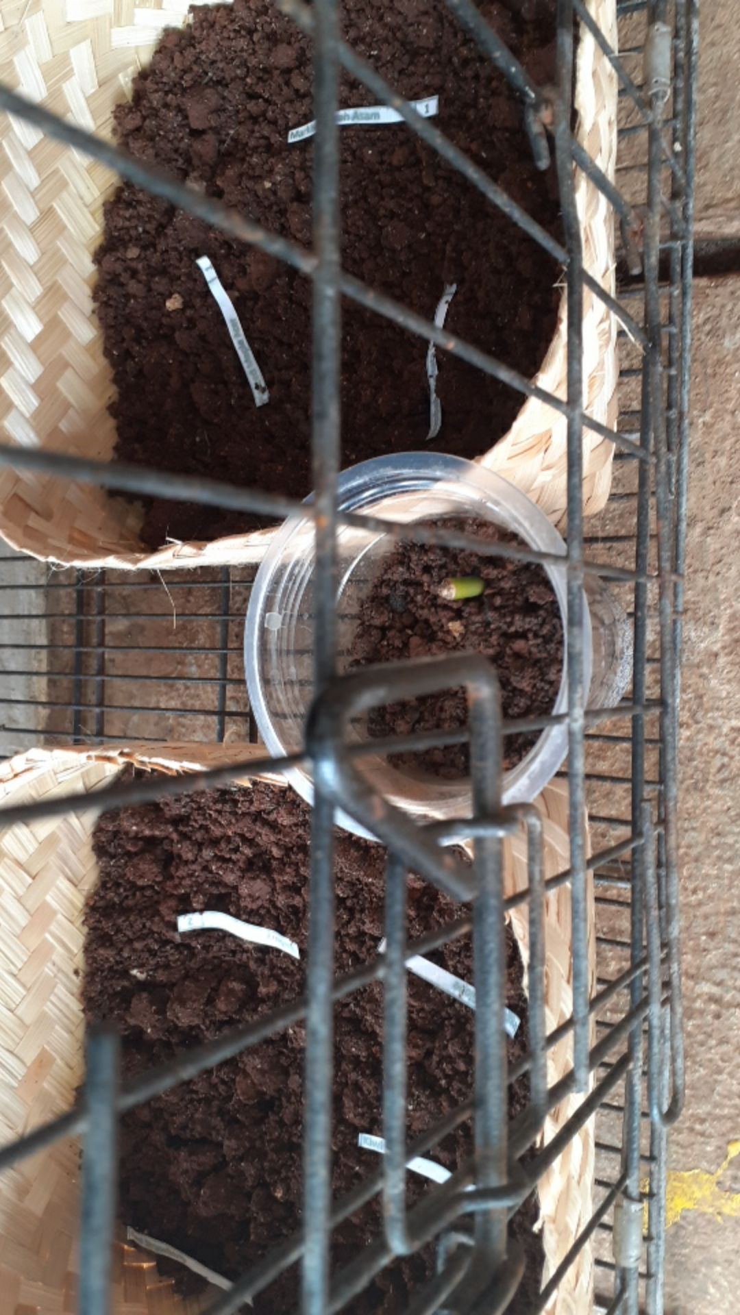 Jual Bonggol Janda Bolong Asli Bukan Tipu2-bonggol Monstera Janda Bolong