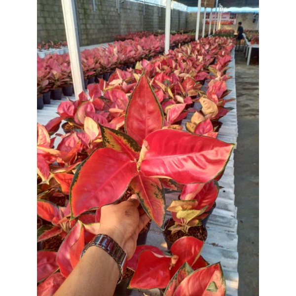 Aglonema suksom jaipong/AGLONEMA SUKSOM