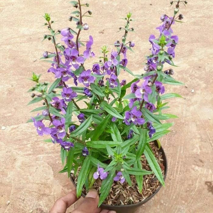 tanaman lavender Tanaman Hias Lavender