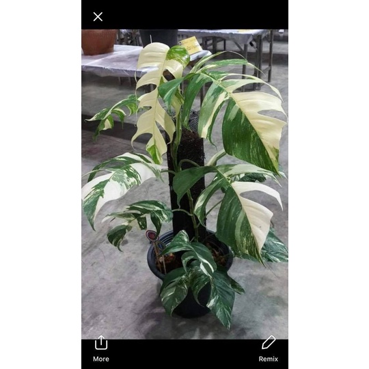 ekor naga varigata/epipremnum pinatum varigata/epipremnum/ekor naga/philodendron