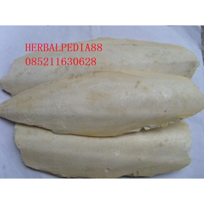 

Wu Zei Gu Os Sepiae Hai Piao Xiao Cuttlefish Bone 600 gram