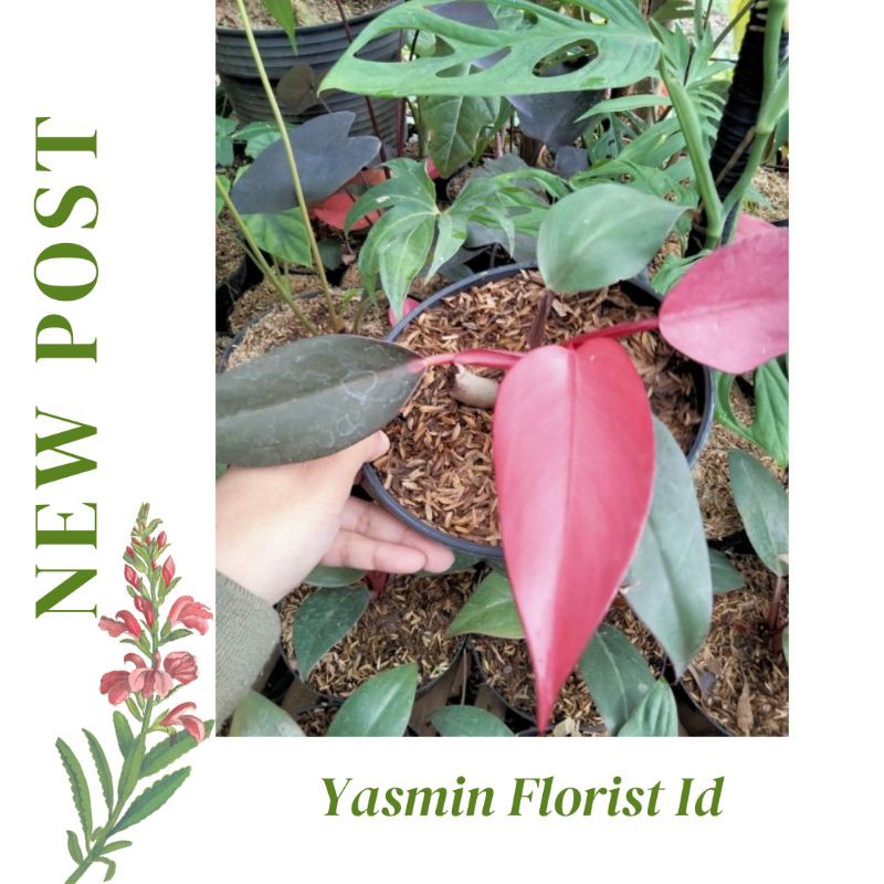 Tanaman Hias Philo Dark Lord Pink