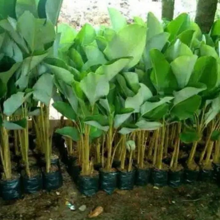 

[COD] CALATHEA PISANG