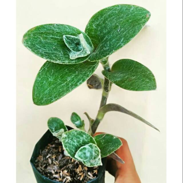 tradescantia sillamontana