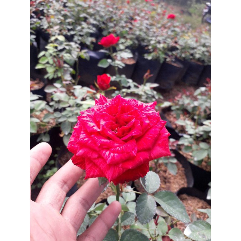 Bunga Mawar Holland Merah Hati Mega Besar Red