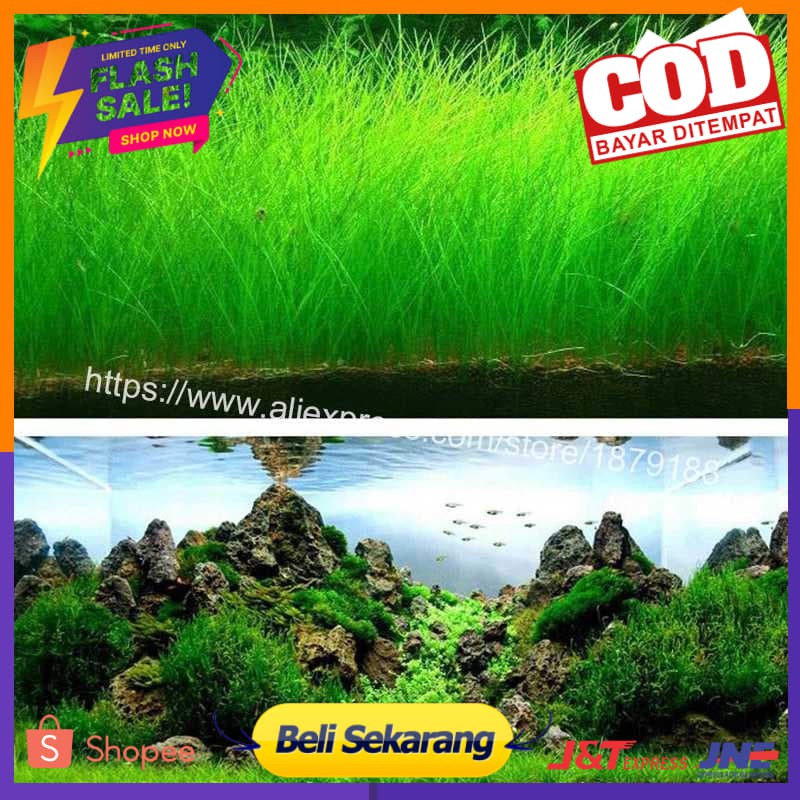Bibit Rumput Air Dekorasi Aquarium Landscape Ornament - H0027