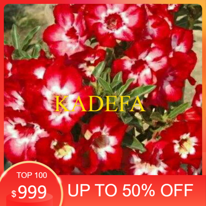 

bibit bunga kamboja jepang merah adenium adhenium triple