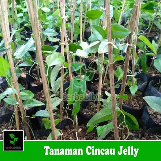 Bibit Taanaman Cincau jelly hujau rambat pohon cingcau