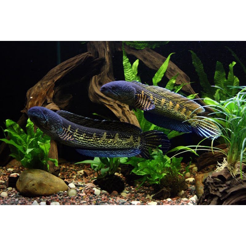 Channa Auranti Maculata Ikan Channa Auranti Gabus