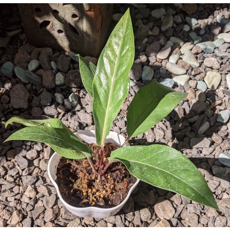 Anthurium Hokeri - tanamanhias anthurium hokeri