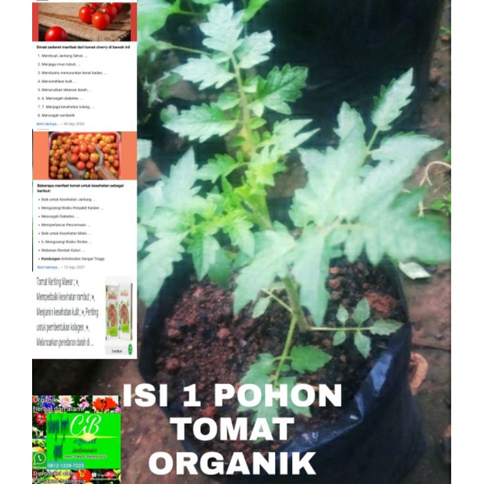 tomat organik/1 pohon tomat/tomat cherry mini chung/tomat sayur merah/tomat mawar merah kriting