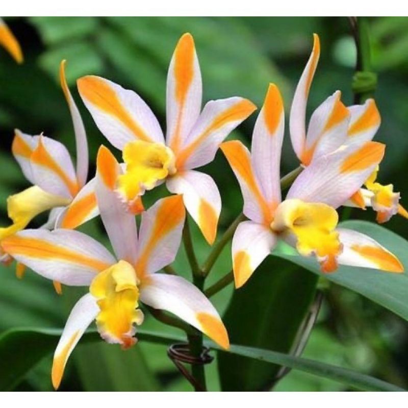 Anggrek Cymbidium Bunga Anggrek Hidup Tanaman Anggrek Tanah Kuning Putih Angrek Murah Bunga Hias-tan