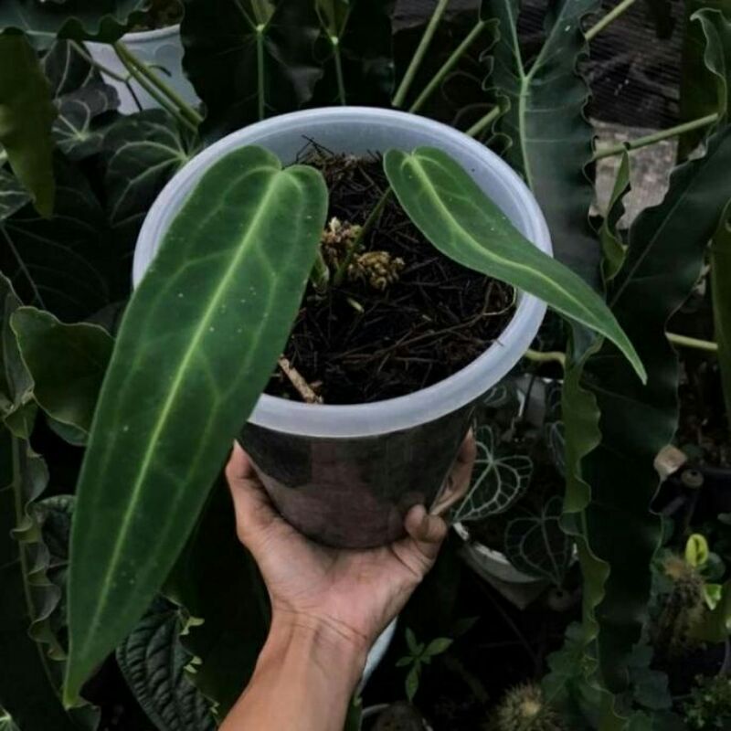 PROMO bonggol warok lidah gajah