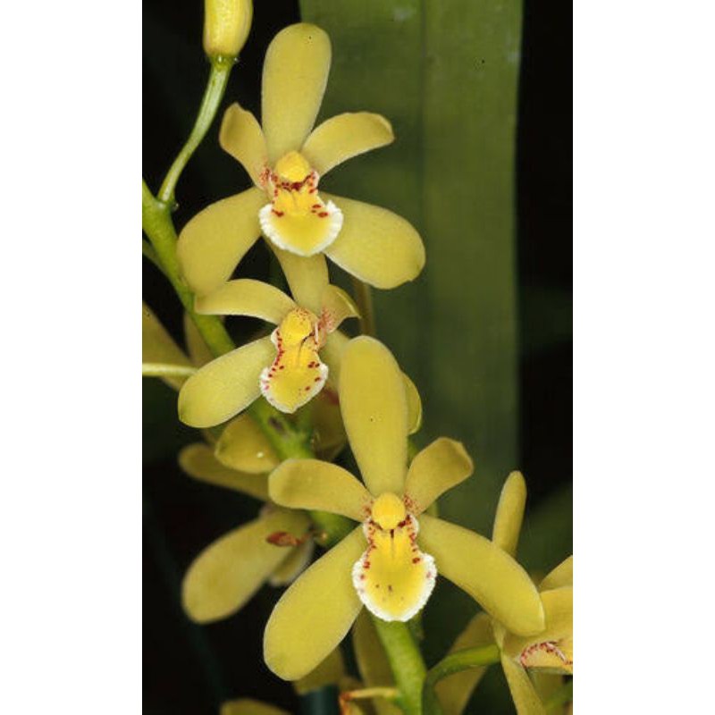 Bunga Anggrek Cymbidium clorantum dewasa