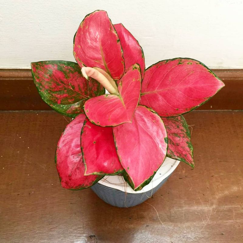 aglonema pink katrina